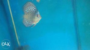 Malayasian Discus Fish available