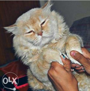 Male Persian cat available for mating thick coat