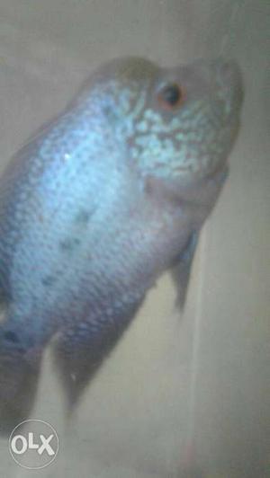 Male flowerhorn fish male urgent selling