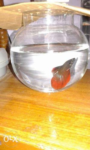 Male red tail betta fish