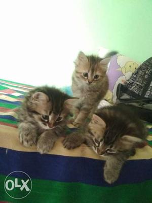Mexican mix persian new born cat for sale