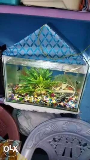 New aquarium onlyaquarium