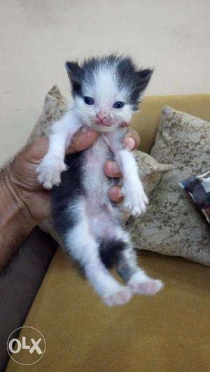 Normal eyes white persian kitten for sale CASH ON DELIVERY
