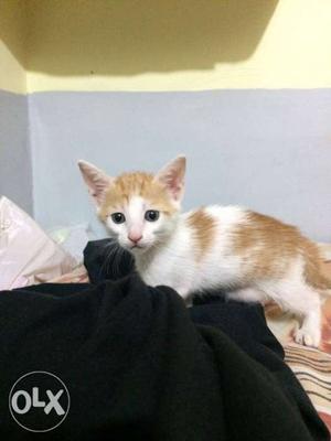 Orange And White Kitten
