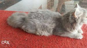 Orginal persian bread 2month old