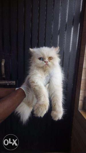 Os very beautiful parsian kitten for sale in allahbad