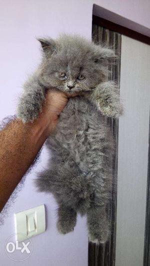 Os very beautiful parsian kitten for sale in jalandhar