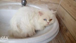 Os very beautiful parsian kitten for sale in kanpur