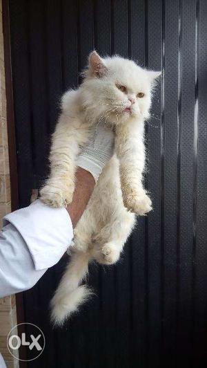 Os very beautiful parsian kitten for sale in lucknow