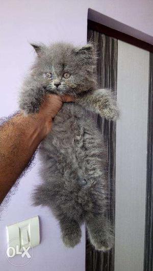 Os very beautiful parsian kitten for sale in ludhiana