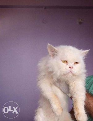Os very beautiful parsian kitten for sale in shimla