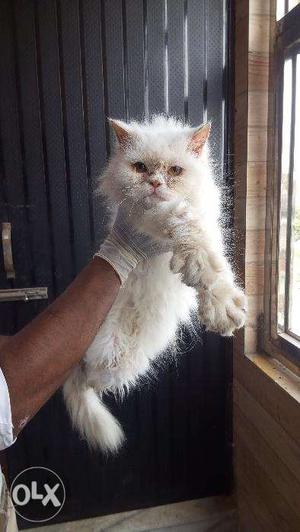 Os very beautiful parsian kitten for sale in varanasi