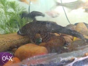 PLECO fish for sales. each rs. 600.I have two