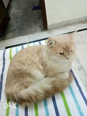 Parshian brown Cat (male 14 month)