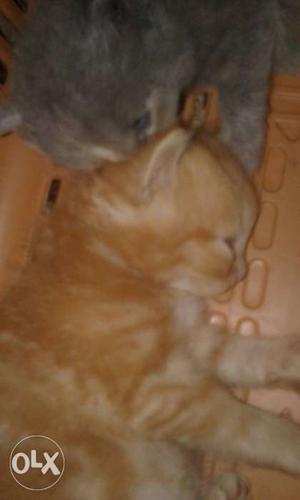 Persian Fawn clr male kitten 1 month very healthy