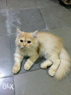 Persian Kitten 3 months old potty trained