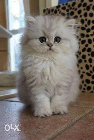 Persian Kittens in every color