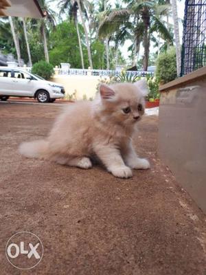 Persian cat. 2 month old. 2 orange and 3 cream colour.