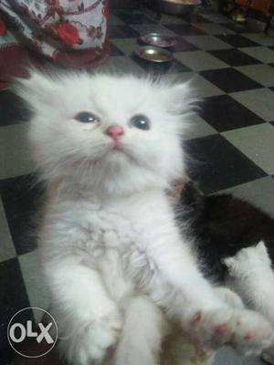 Persian cat female kitten two months old