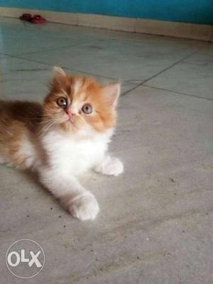 Persian cat in white and cream color male just