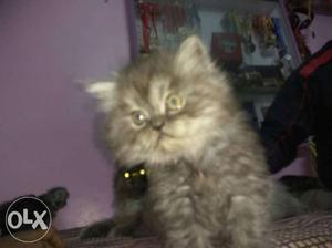 Persian cat pure breed fed with royal cannin fa