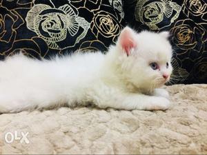Persian cats kittens available very healthy