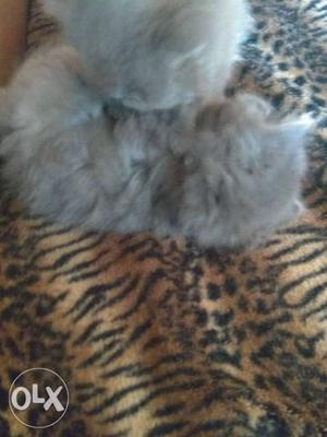 Persian kitten 2 month old littering trained for sale each
