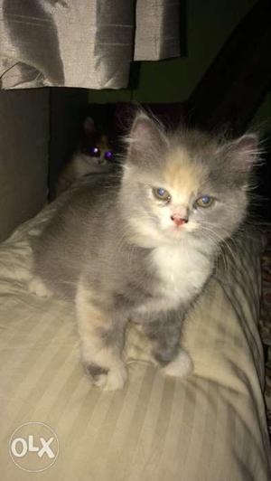 Persian kitten(female) 2 months old