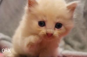 Persian kittens helthy good breed 2 month old