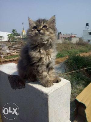 Persian kittens panch face 2month old
