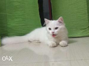 Persian kittens pure white 6 months old