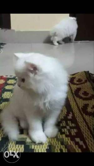 Persian kittens white