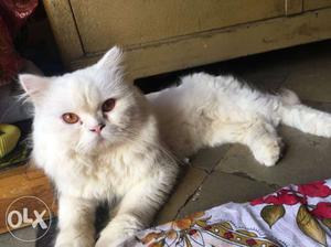 Persian male cat for mating