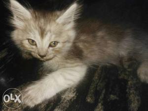 Persian mix female for sale