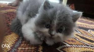 Persian sami punch face bi colour kitten