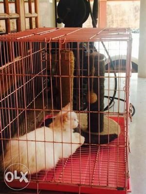Persion cat male good quality