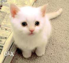 Price  only Pure breed Persian kittens in all colors