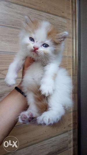Punch face gray shade persian cat and kitten cod avalible