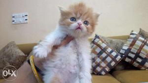 Punch face light golden shade persian cat kitten for sale