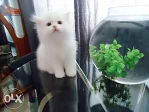 Pure Persian White Kittens with Blue Eyes Price Negotiable