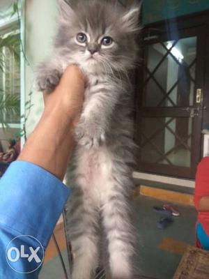 Pure mix colour Persian kitten male... 3 months