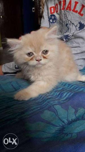 Pure persian home breed kitten