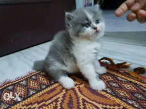 Pure persian home breed sami punch face kitten
