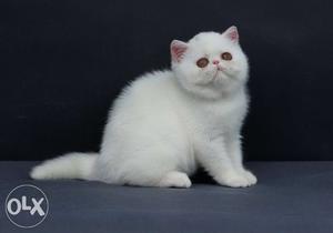 Pure persian kitten for sale in all india deliver cod
