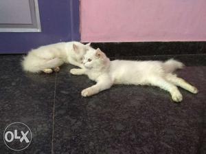 Pure white PERSIAN Kittens 6 months old for sale