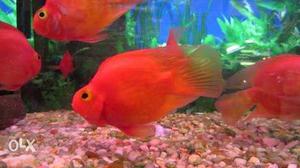 Red blood parot fish for aquarium hobbyists