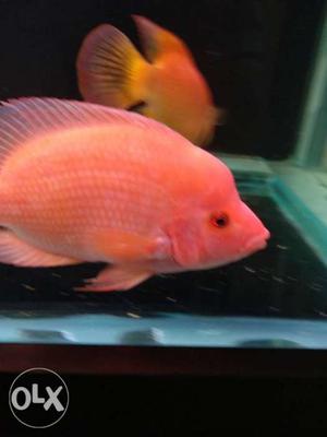 Red middevil Midas for sale very active size 7"
