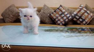 SO CUTE pure persian kitten for sale in all owers india COD