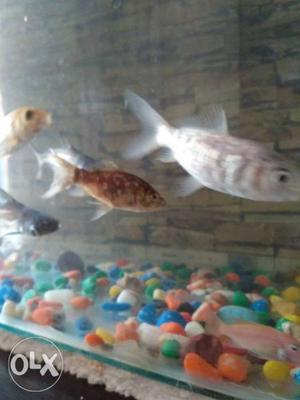 School Of Aquarium Fishes