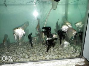 School Of Silver And Black Fish